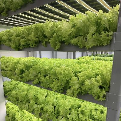 Método de cultivo hidropónico Contenedor de arrecifes Invernadero de vegetales con materiales