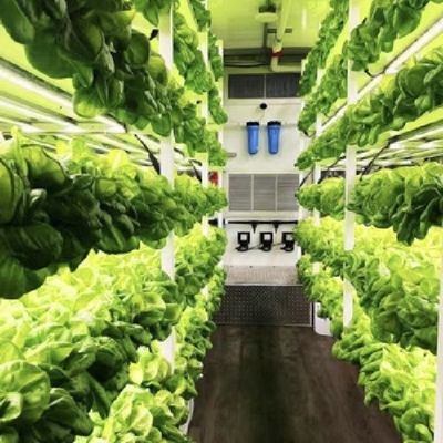 Método de cultivo hidropónico Contenedor de arrecifes Invernadero de vegetales con materiales
