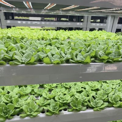 Método de cultivo hidropónico Contenedor de arrecifes Invernadero de vegetales con materiales