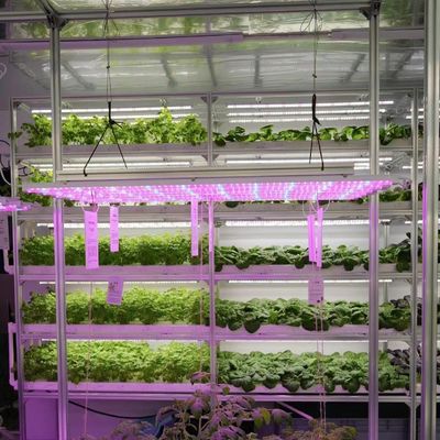 Techo en forma de gran tamaño de invernadero Contenedor de cubierta para verduras de hojas