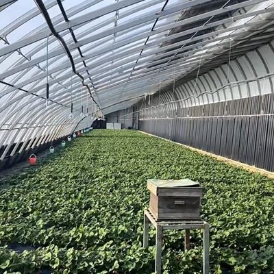 Sistema de cultivo hidropónico acuapónico de múltiples períodos para la moneda estadounidense en invernadero de luz solar