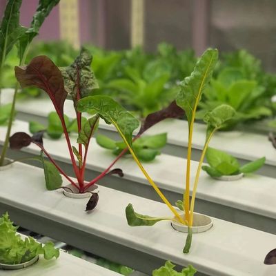 Invernadero de contenedores para el cultivo de vegetales de hoja pago inicial y envío asequible