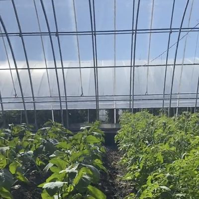 Sistema de cultivo hidropónico acuapónico de múltiples períodos para la moneda estadounidense en invernadero de luz solar