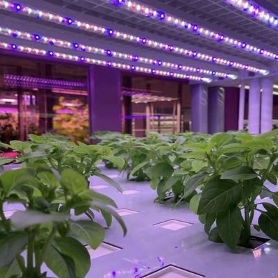 Invernadero de contenedores para el cultivo de vegetales de hoja pago inicial y envío asequible