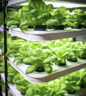 Invernadero de contenedor de control de temperatura inteligente para cultivo sin suelo JX-A0096