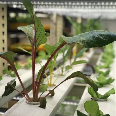 Transforme su operación agrícola con verduras de hoja Reefer Container invernadero