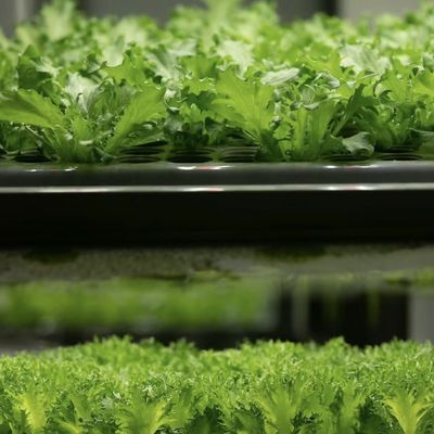 Transforme su operación agrícola con verduras de hoja Reefer Container invernadero