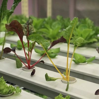 Transforme su operación agrícola con verduras de hoja Reefer Container invernadero