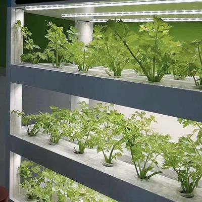 Material de cubierta de acero Contenedor de carga Invernadero para verduras Personalización personalizada