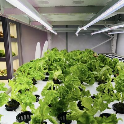 Material de cubierta de acero Contenedor de carga Invernadero para verduras Personalización personalizada
