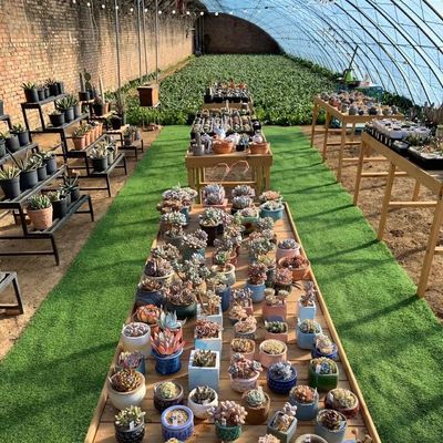 Invernadero de luz solar de varias extensiones La mejor opción para la producción de vegetales hidropónicos
