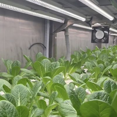 Hoja de techo de contenedor de invernadero para la personalización de verduras de hoja a su alcance