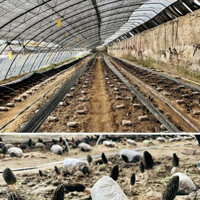 30 días devolución de los reembolsos de origen espuma de riego invernadero para satisfacción del cliente