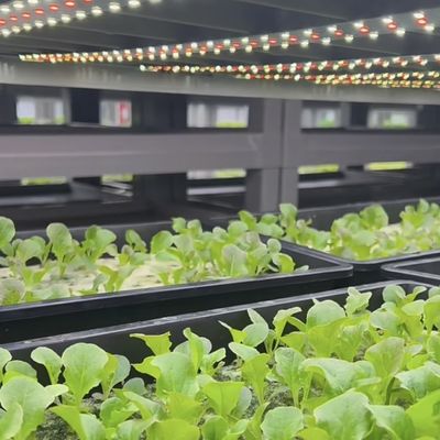 Invernadero comercial Invernadero de contenedores La forma revolucionaria de cultivar verduras de hoja verde
