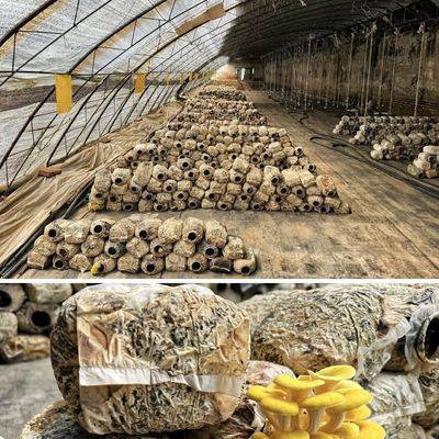 EE.UU. 20 metros cuadrados de hidroponía invernadero con luz solar para flores de fresa vegetal