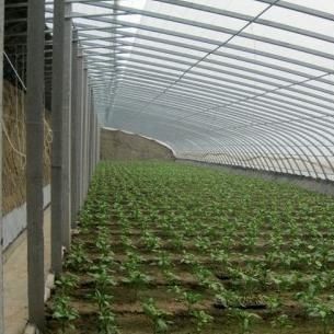 Sistema avanzado de control de humedad y luz solar para vegetales en invernaderos comerciales
