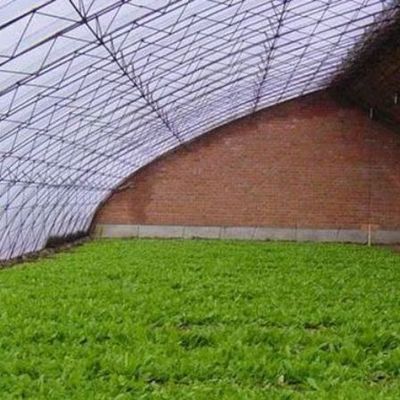 Invernadero de luz solar controlada por humedad para el cultivo de pepinos de tomate grandes en arena