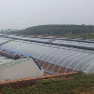 Invernadero con techo arqueado La solución definitiva de luz solar para el cultivo de tomates y pepinos