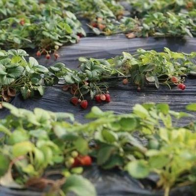 Invernadero con techo arqueado La solución definitiva de luz solar para el cultivo de tomates y pepinos