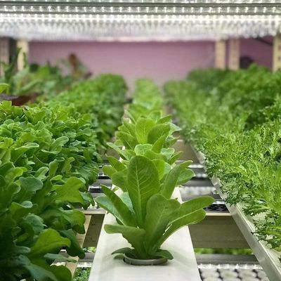 JX-A00104 Invernadero de contenedores de vegetales para el método de cultivo hidropónico