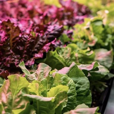 JX-A00104 Invernadero de contenedores de vegetales para el método de cultivo hidropónico
