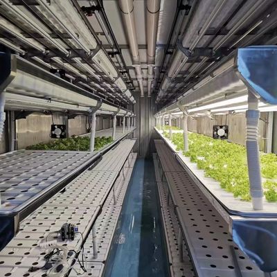 Cultivo hidropónico Invernadero para vegetales de hoja Método de cultivo Hidroponía