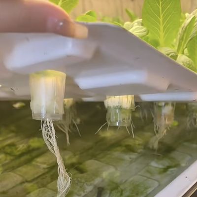18000.000kg Casa de contenedores para el cultivo de verduras de hoja verde Restitución garantizada