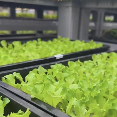 18000.000kg Casa de contenedores para el cultivo de verduras de hoja verde Restitución garantizada
