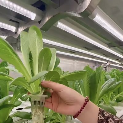 Estructura de acero de doble capa Contenedor de envío Invernadero para la plantación de verduras de hoja