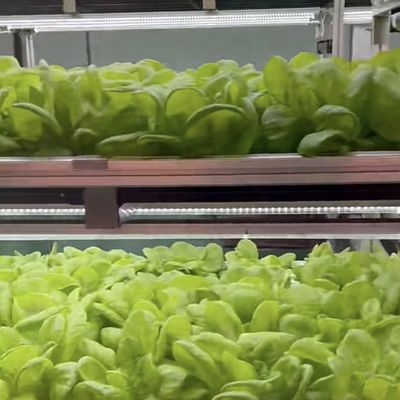 Estructura de acero de doble capa Contenedor de envío Invernadero para la plantación de verduras de hoja