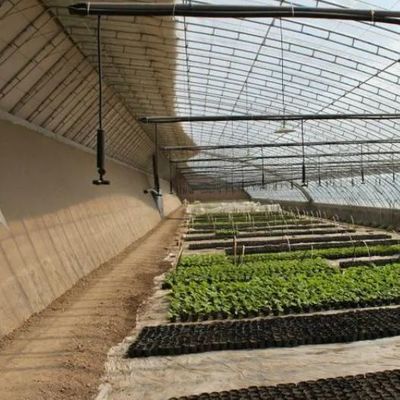 Invernadero cubierto con película y mejorado con luz solar para el cultivo de pepinos en cultivo de arena