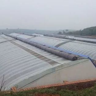 Invernadero cubierto con película y mejorado con luz solar para el cultivo de pepinos en cultivo de arena