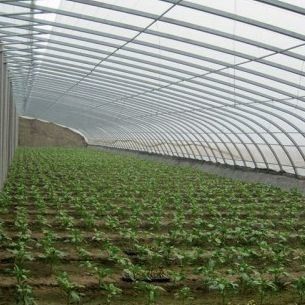 Invernadero cubierto con película y mejorado con luz solar para el cultivo de pepinos en cultivo de arena