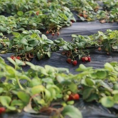 Invernadero cubierto con película y mejorado con luz solar para el cultivo de pepinos en cultivo de arena