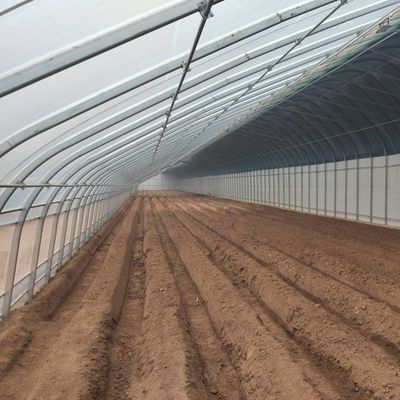 Invernadero cubierto con película y mejorado con luz solar para el cultivo de pepinos en cultivo de arena