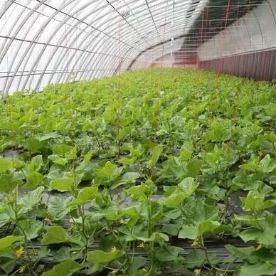 El cultivo de pepinos a gran escala se hace más fácil con invernaderos comerciales con humedad controlada
