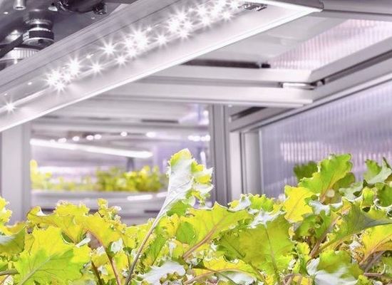 Estructura de acero Invernadero de contenedores hidropónicos con sistema de cultivo vertical de múltiples tramos