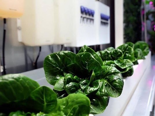 Estructura de acero Invernadero de contenedores hidropónicos con sistema de cultivo vertical de múltiples tramos