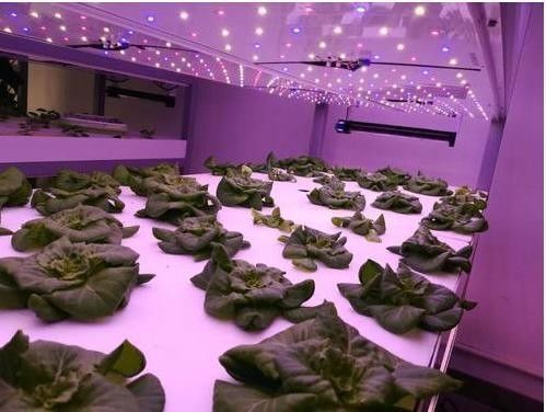 Estructura de acero Invernadero de contenedores hidropónicos con sistema de cultivo vertical de múltiples tramos