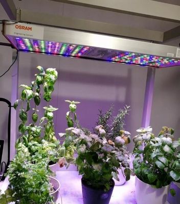 Estructura de acero Invernadero de contenedores hidropónicos con sistema de cultivo vertical de múltiples tramos