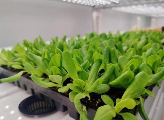 Estructura de acero Invernadero de contenedores hidropónicos con sistema de cultivo vertical de múltiples tramos