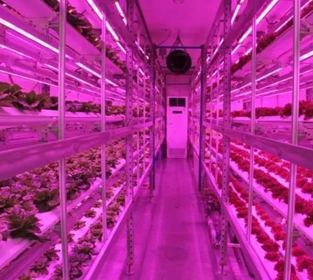 Estructura de acero Invernadero de contenedores hidropónicos con sistema de cultivo vertical de múltiples tramos