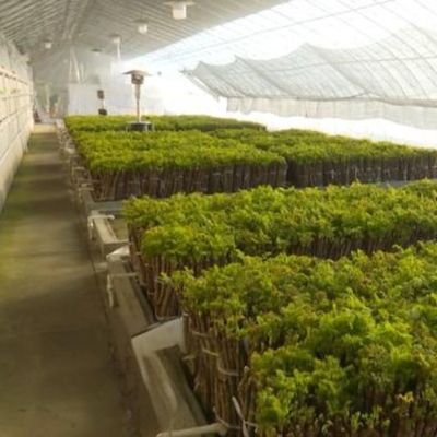 Invernadero hidropónico comercial para la plantación de pepinos Método de calefacción calefacción temporal
