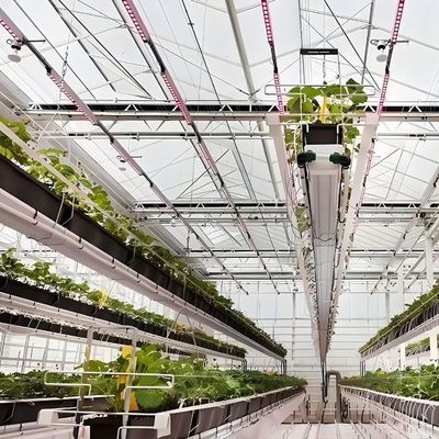 1209cm * 235cm * 239cm Contenedor de cultivo vertical Invernadero con instalación hidropónica