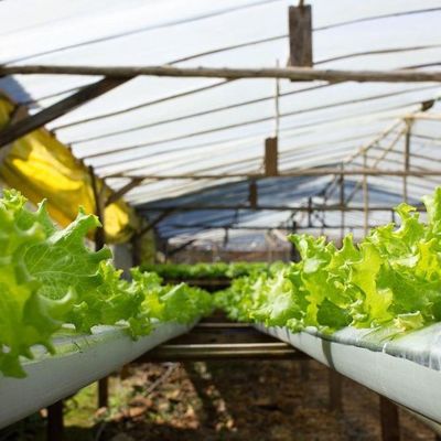 1209cm * 235cm * 239cm Contenedor de cultivo vertical Invernadero con instalación hidropónica