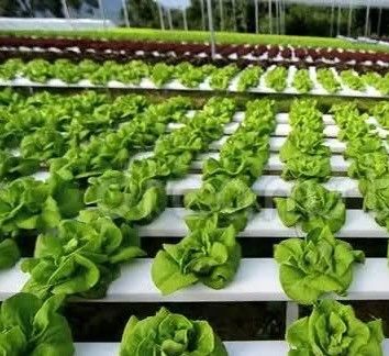 1209cm * 235cm * 239cm Contenedor de cultivo vertical Invernadero con instalación hidropónica