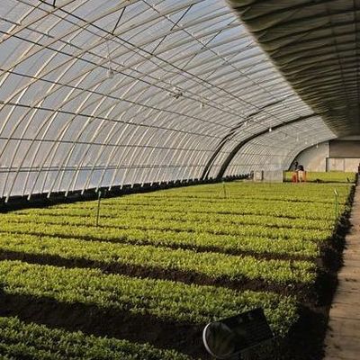 Solución de invernadero de luz solar con producción