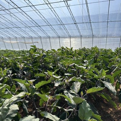 Solución de invernadero de luz solar con producción