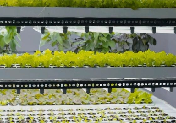 Sistema hidropónico de estructura de acero Contenedor de invernadero para la solución de cultivo vertical