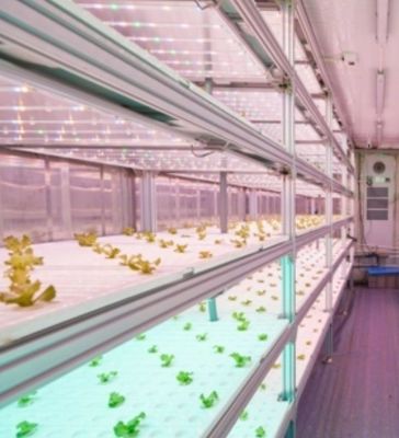 Sistema hidropónico de estructura de acero Contenedor de invernadero para la solución de cultivo vertical